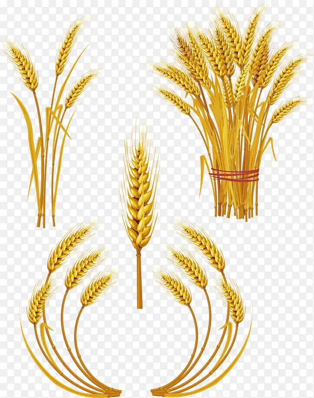 卡通手绘粮食小麦