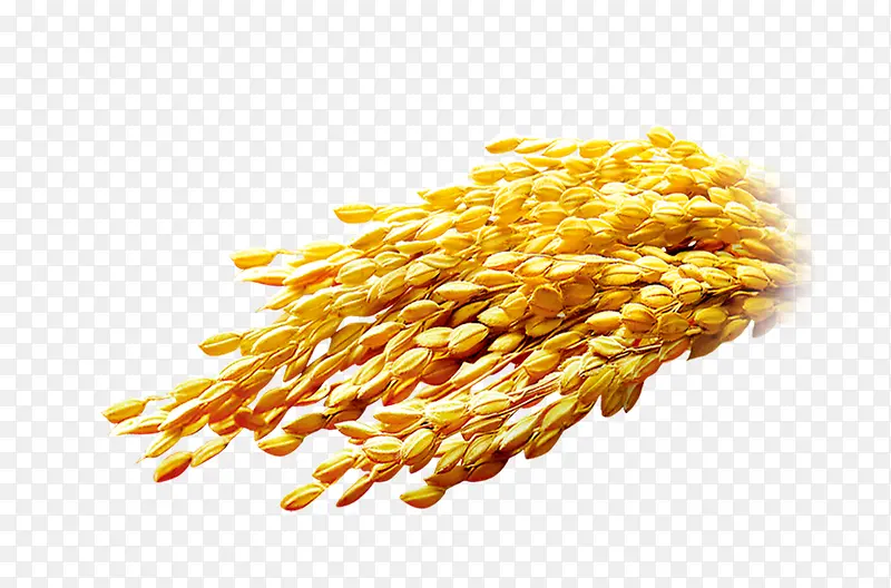 高清黄色粮食燕麦