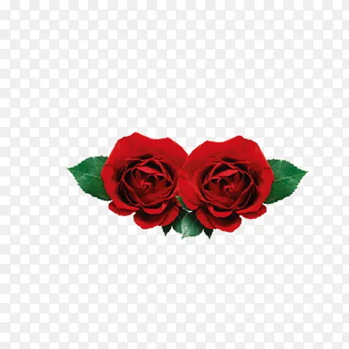 情人节素材玫瑰花