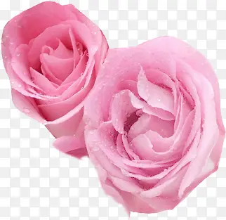 粉色鲜花玫瑰花朵表白