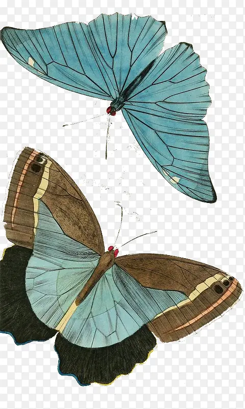 蝴蝶装饰图