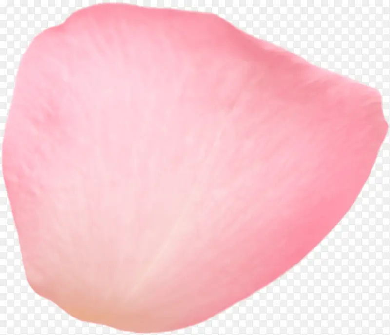 单片植物粉色花瓣