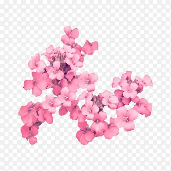 粉色花瓣