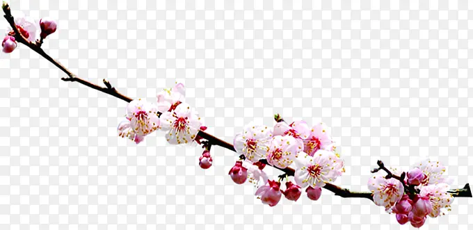 粉色花枝梅花毛笔字