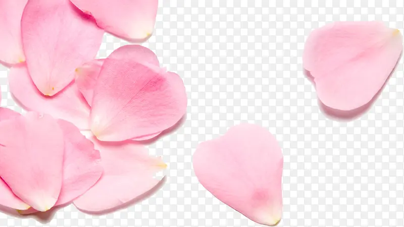 植物小清新唯美粉色花瓣