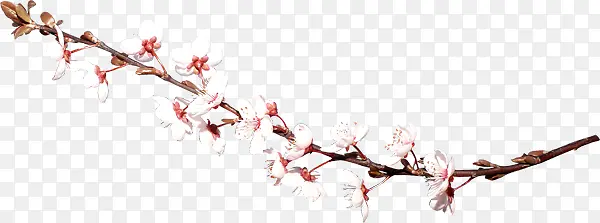 白色手绘梅花花枝