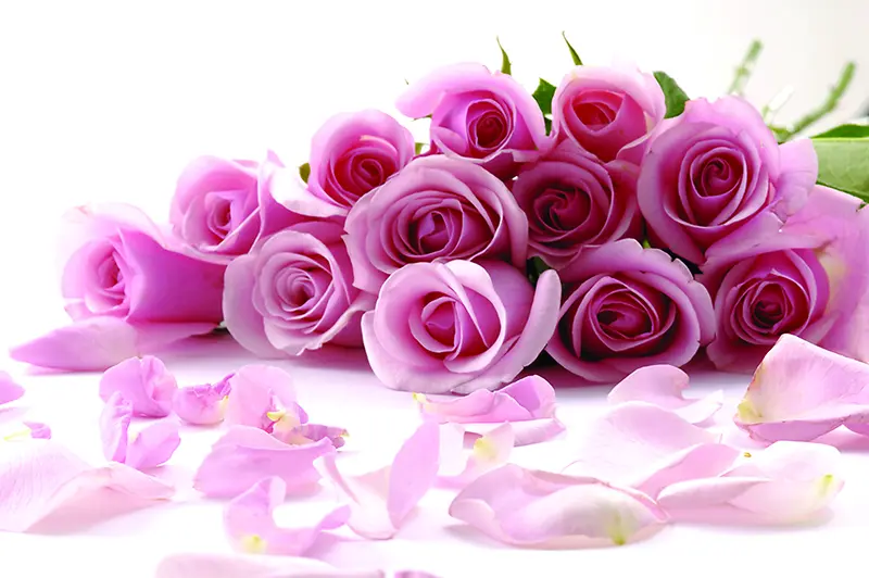 飘落花瓣的粉色玫瑰