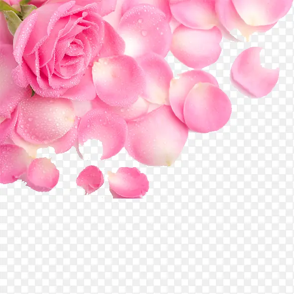 免抠透明粉色玫瑰花瓣