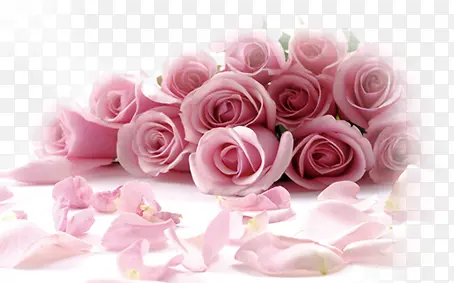 粉色玫瑰花束花瓣