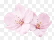 高清创意摄影合成粉红色的桃花花瓣