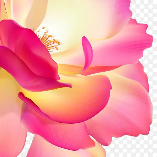 粉色花瓣的牡丹花