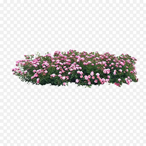 鲜花