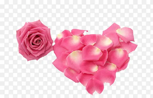 粉色玫瑰心形花瓣