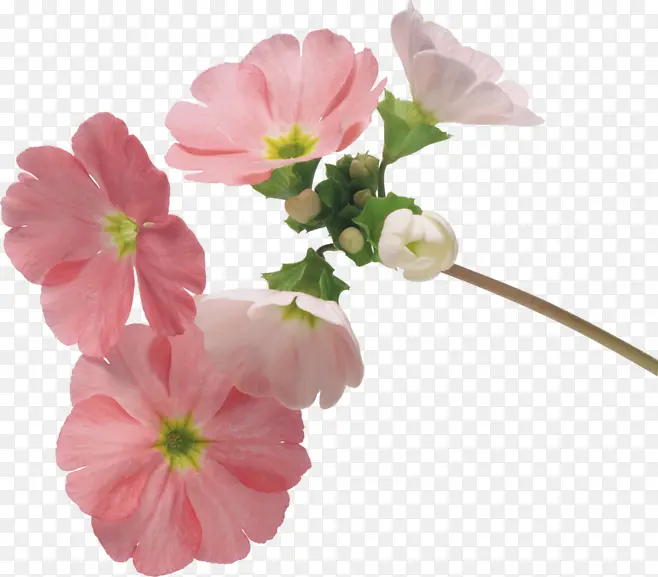 粉色花瓣创意设计植物