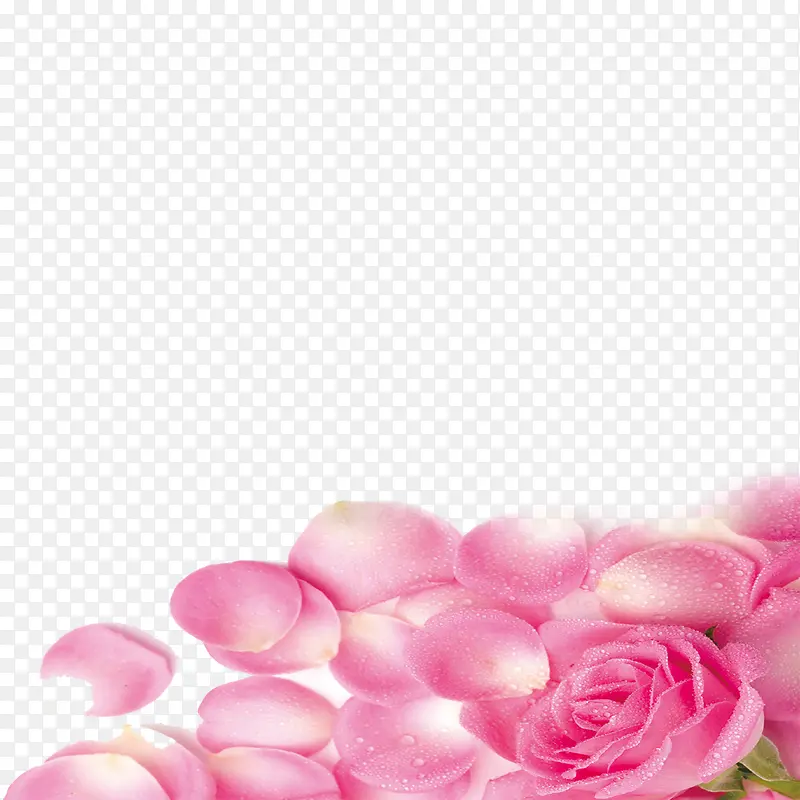 粉色玫瑰图