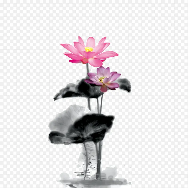 荷花