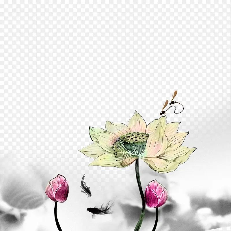 荷花