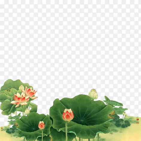 荷花