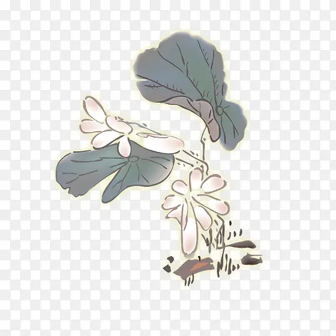 荷花