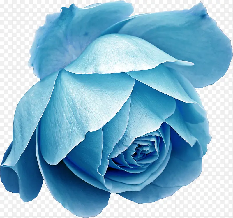 蓝色唯美花朵装饰