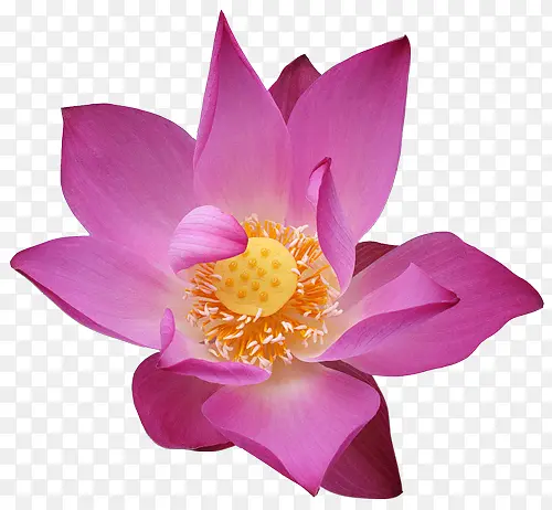 手绘花草素材庆典花卉