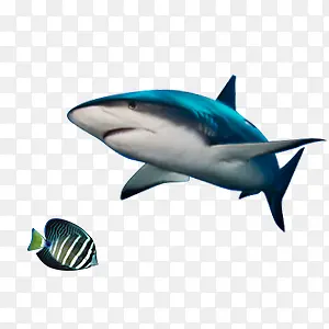 海底鲨鱼素材