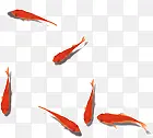 红色鲤鱼