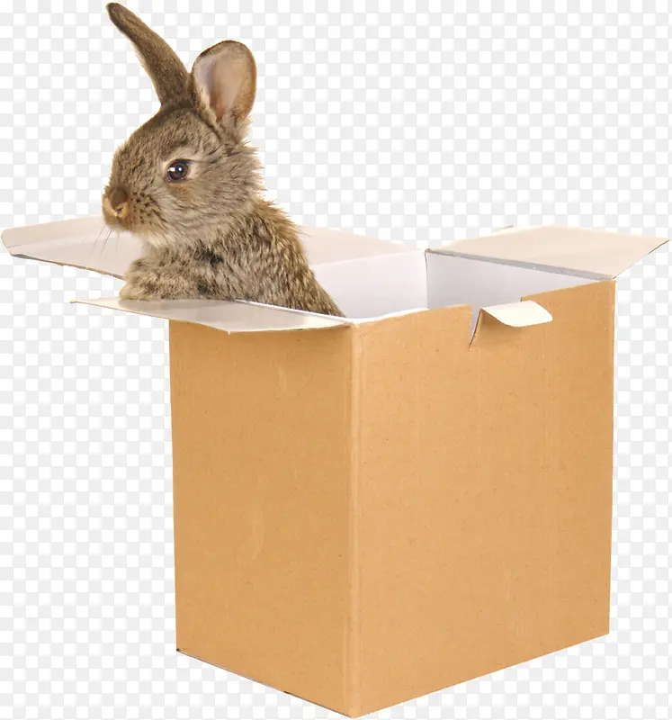 小动物在盒子里