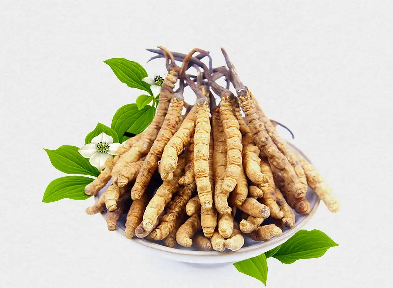 盘子里的冬虫夏草