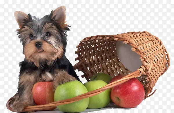 水果篮和狗狗
