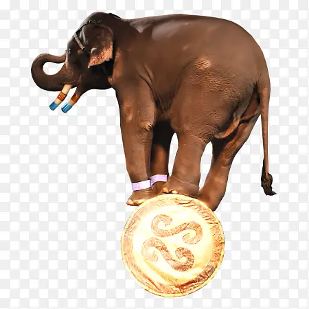 创意踩金币大象