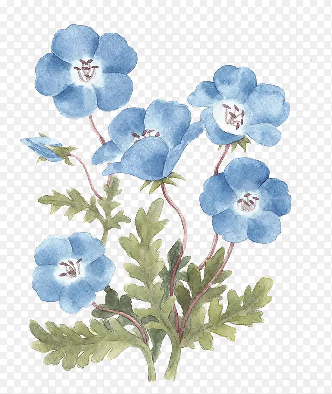 蓝色花手绘图