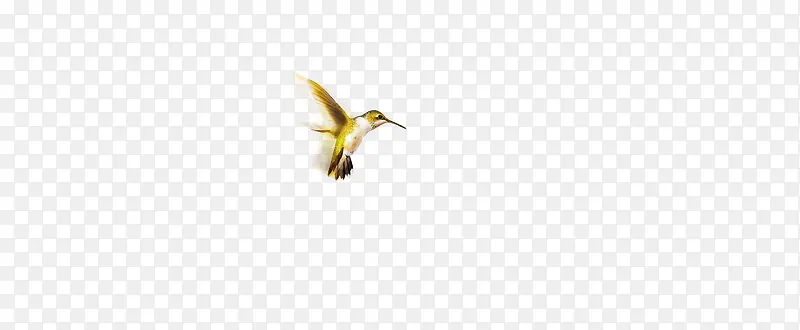 飞翔的鸟，动物，小鸟