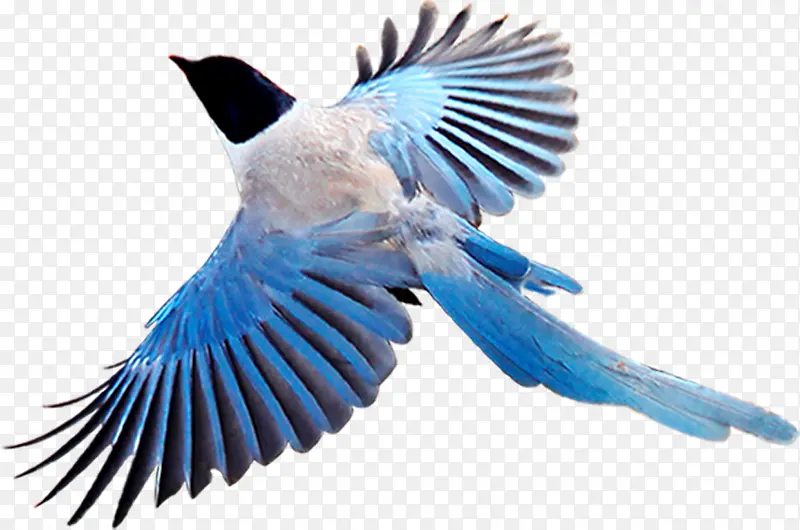 飞翔蓝色效果小鸟