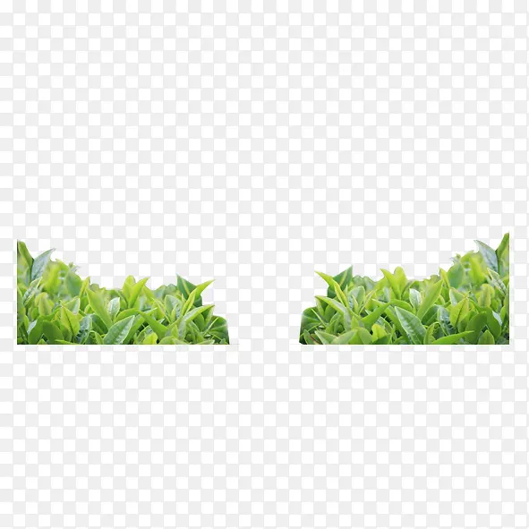 草丛恒生