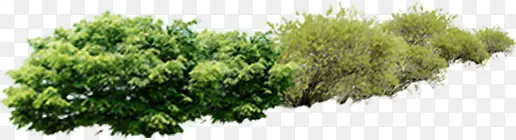 绿树草丛美景景观