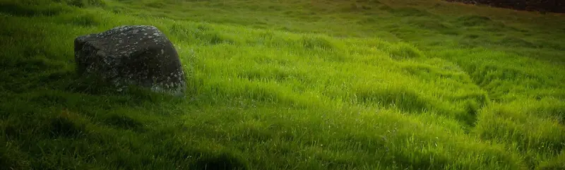 草丛中的石头清新背景banner