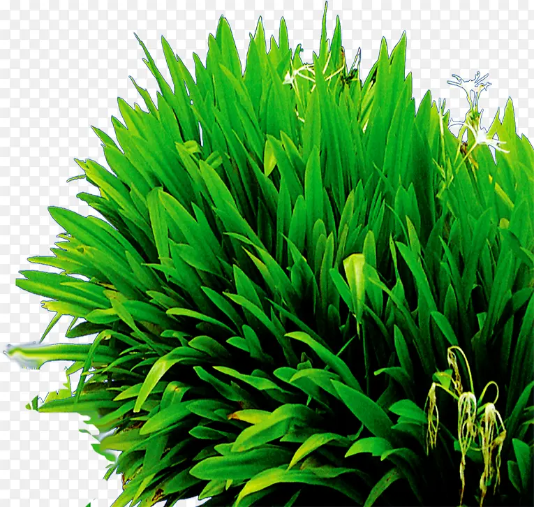 春天清新绿叶植物草丛