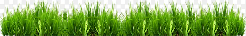 绿色春天草丛设计小草
