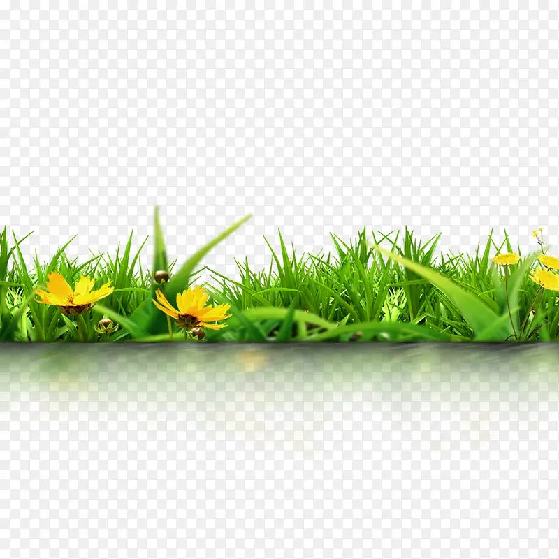 植物春天草丛黄色花朵
