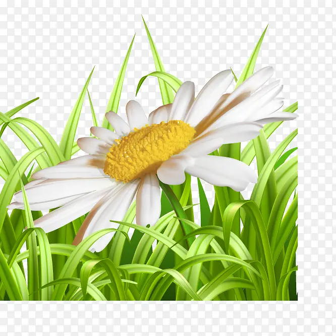 矢量白色草丛里的雏菊