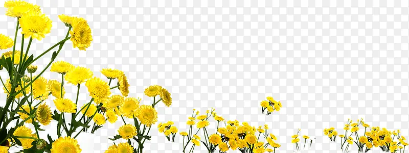 黄色小花丛