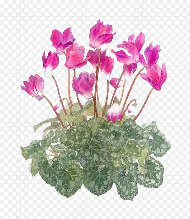 紫红色花