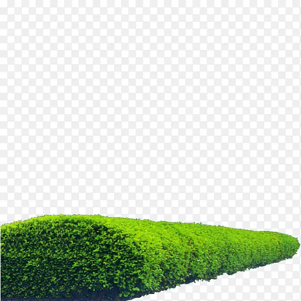 绿色植物PNG图片素材下载_图片编号qzkozvzp-免抠素材网