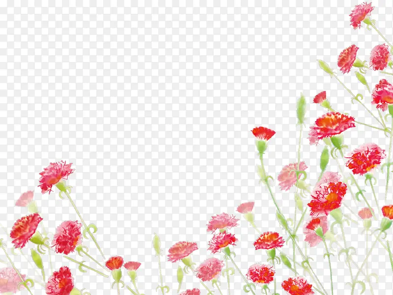 红色美丽康乃馨花丛