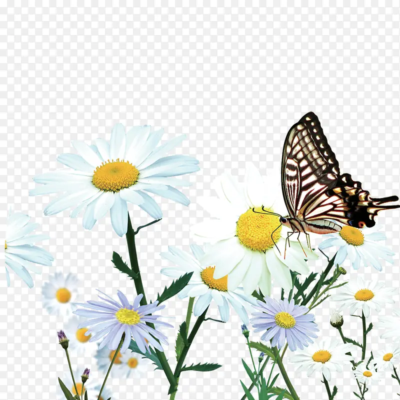 花草