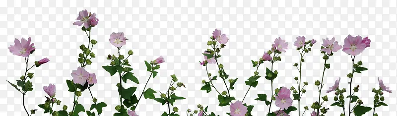 清新紫色花朵