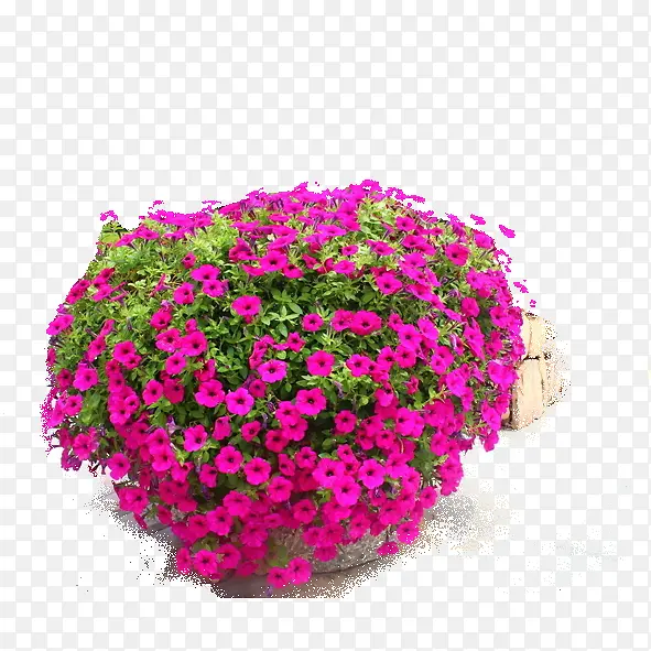 绿色植物