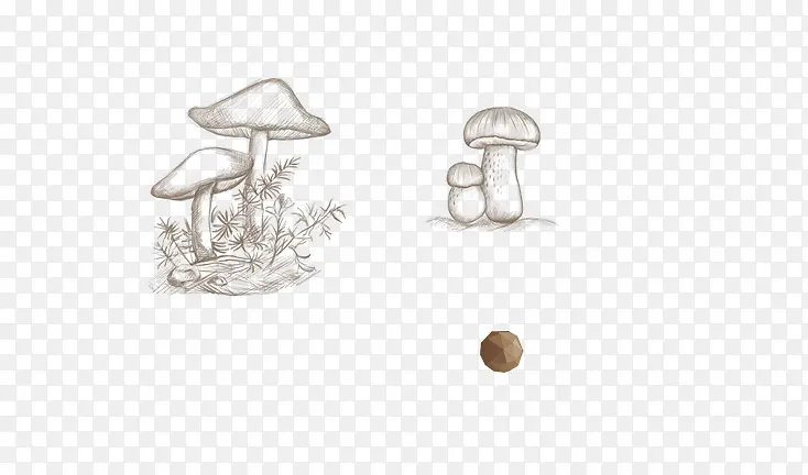蘑菇 菇  食品
