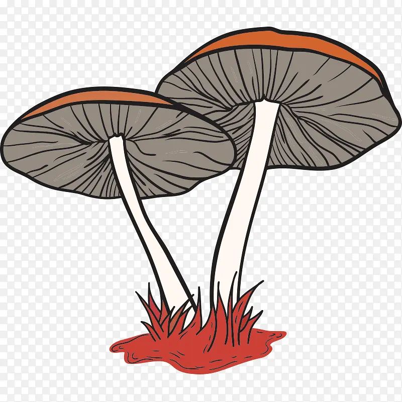 蘑菇 菌类 菇
